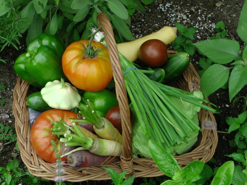 Basket of vegetables 
