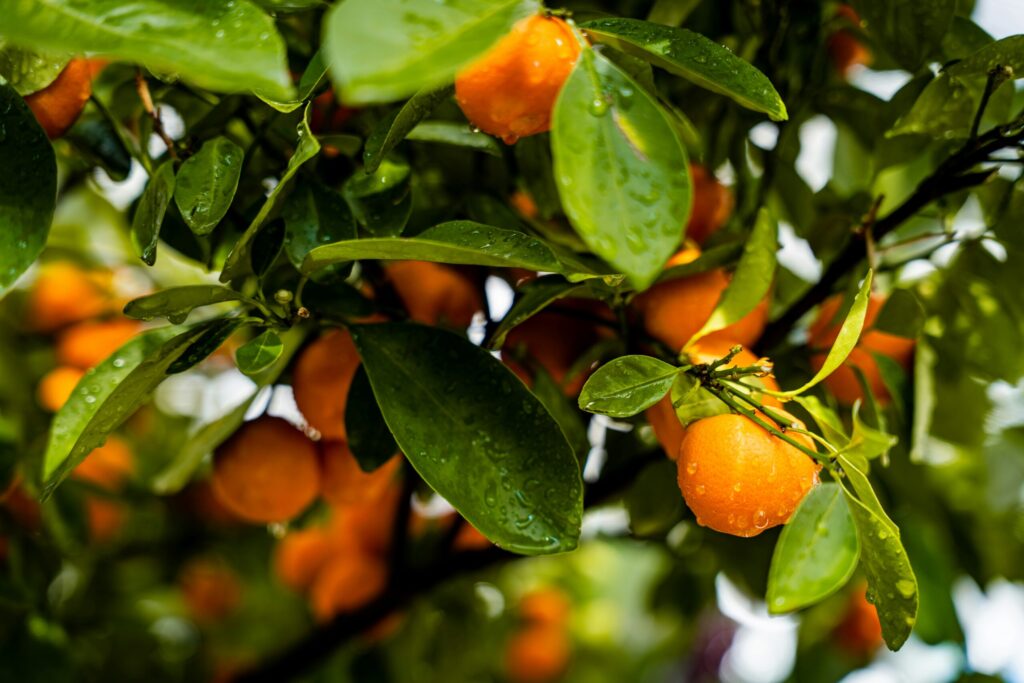 Oranges on a tree