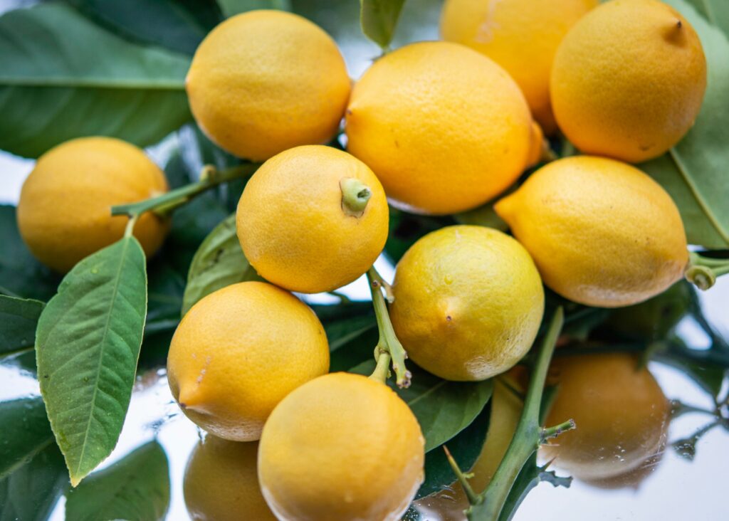 Lemons on a tree