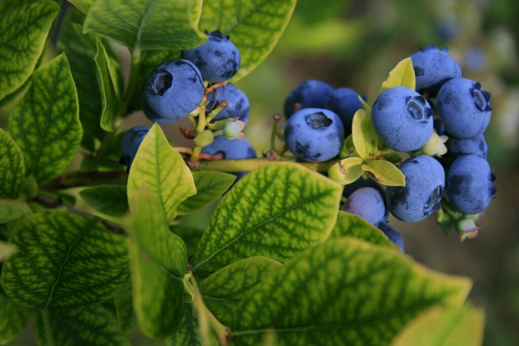 Blueberries on a bush