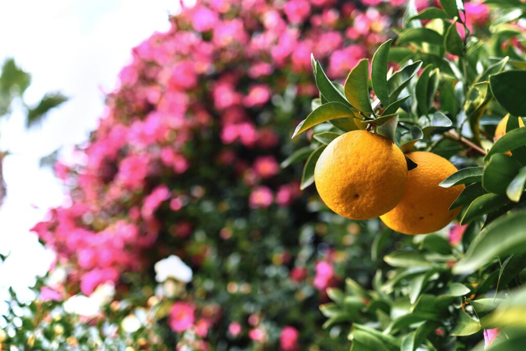 Oranges on a tree with a bush behind it with pink flowers