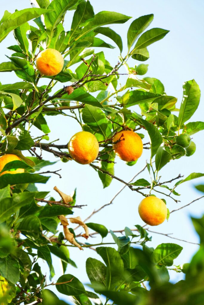 Lemons on a tree