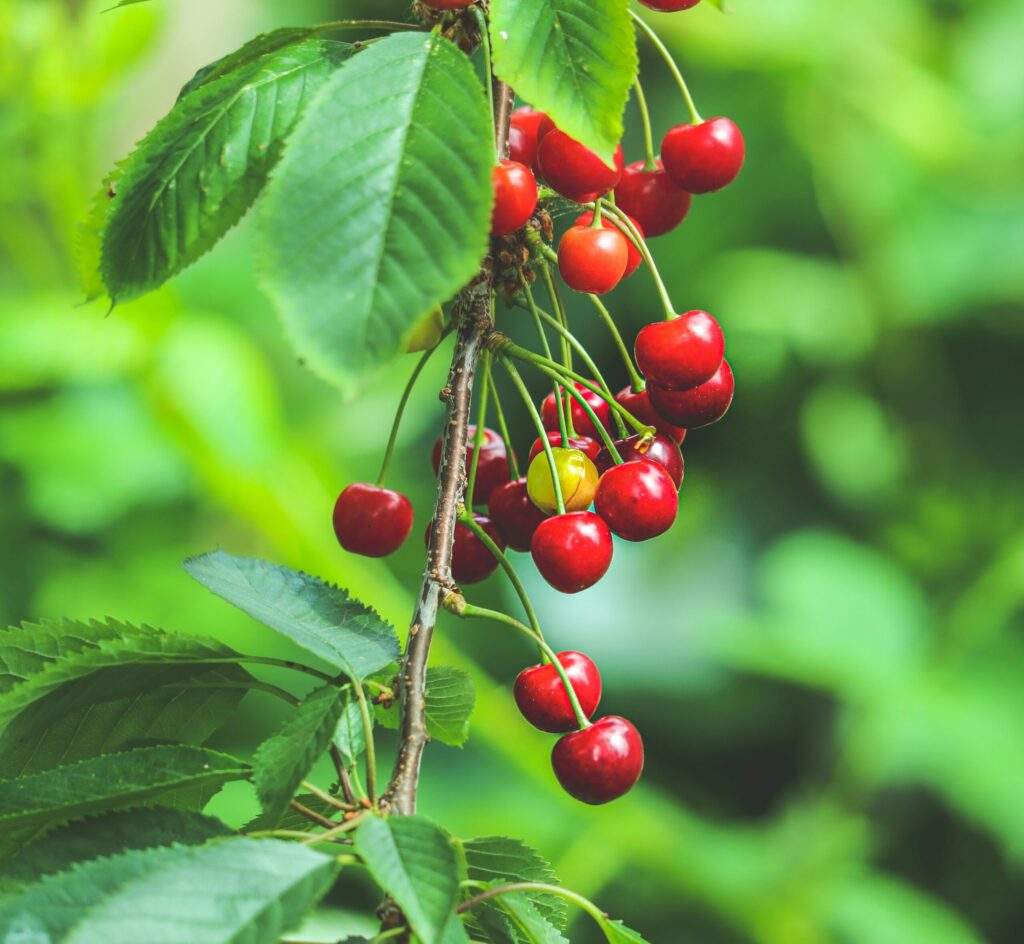 Cherries on a tree