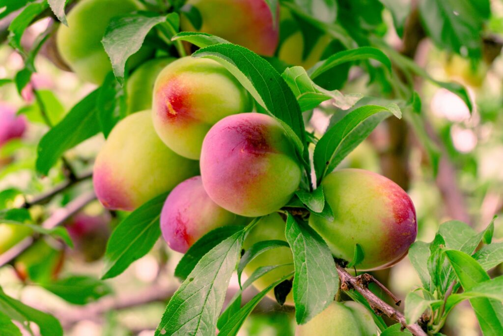 Plums on a tree