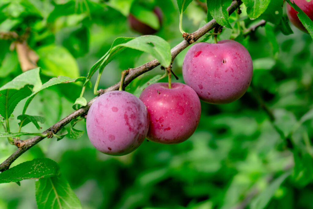 Plums on a tree